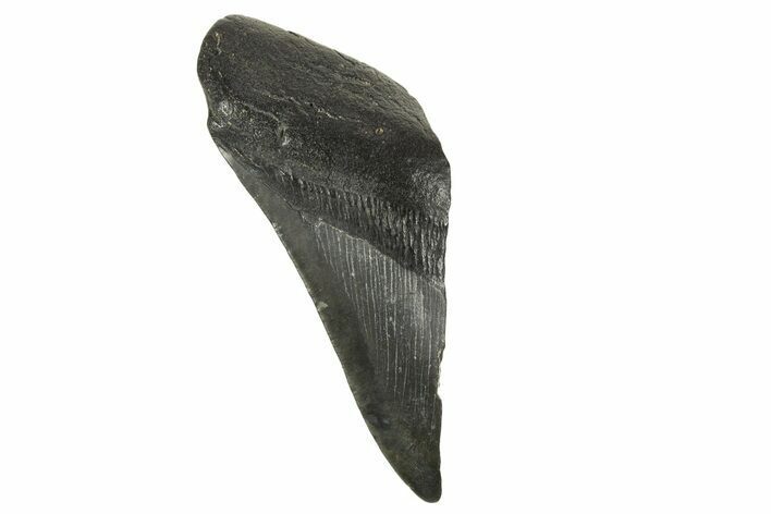 Partial Fossil Megalodon Tooth - South Carolina #332328